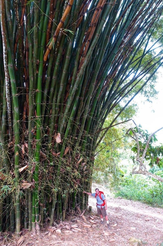 4. Una pianta di bambù piuttosto cresciuta!