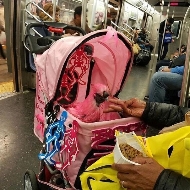 9. Een roze kip in de wandelwagen... dat kan alleen in de metro!