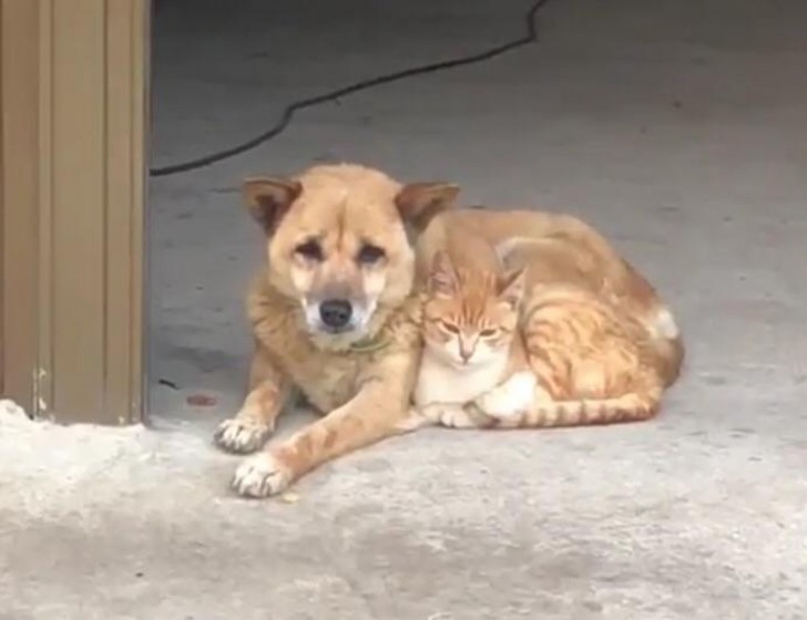 5. Hij maakt onderhand deel uit van de hond.