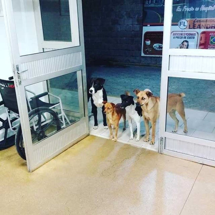 13. Questi 4 cani aspettano il loro amico senzatetto fuori dall'ospedale