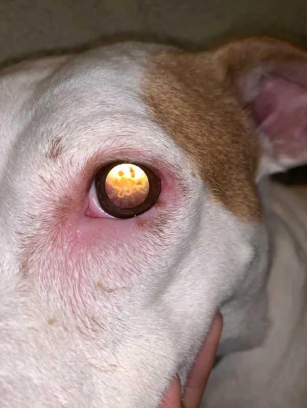 3. Die Reflexion von Blitzen in der Pupille meines Hundes...