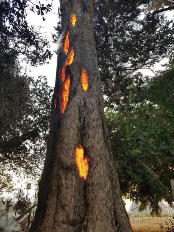 5. Questo albero cavo sta bruciando al suo interno dopo essere stato colpito da un fulmine!