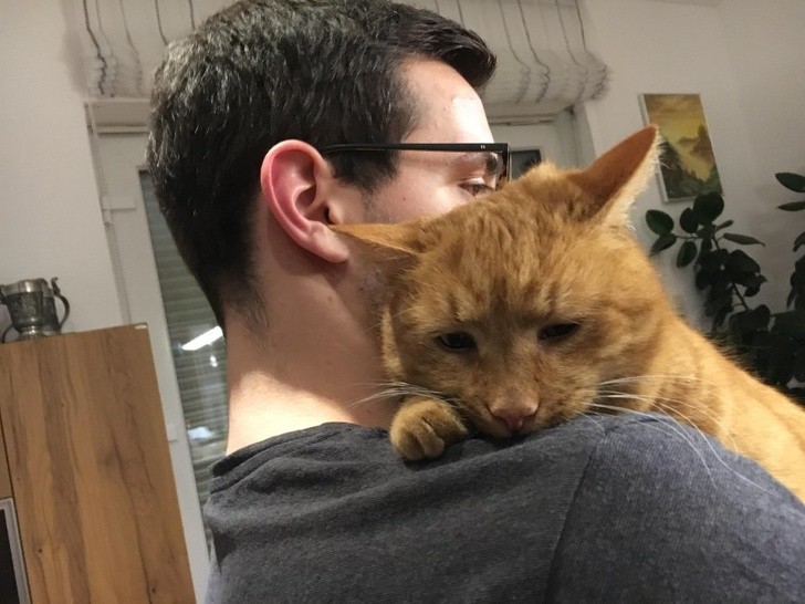 Consoler son chat après une journée... difficile !