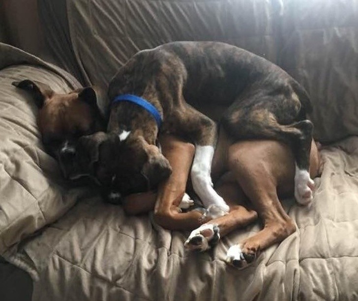 These two dogs have been separated for two years due to their two humans getting a divorce ...