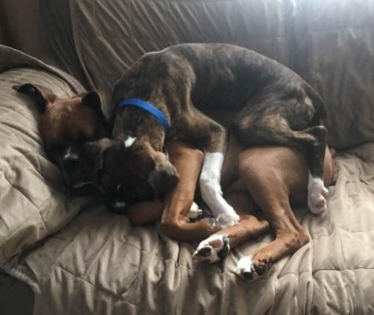 Estes dois cães ficaram dois anos separados por causa do divórcio de seus donos...