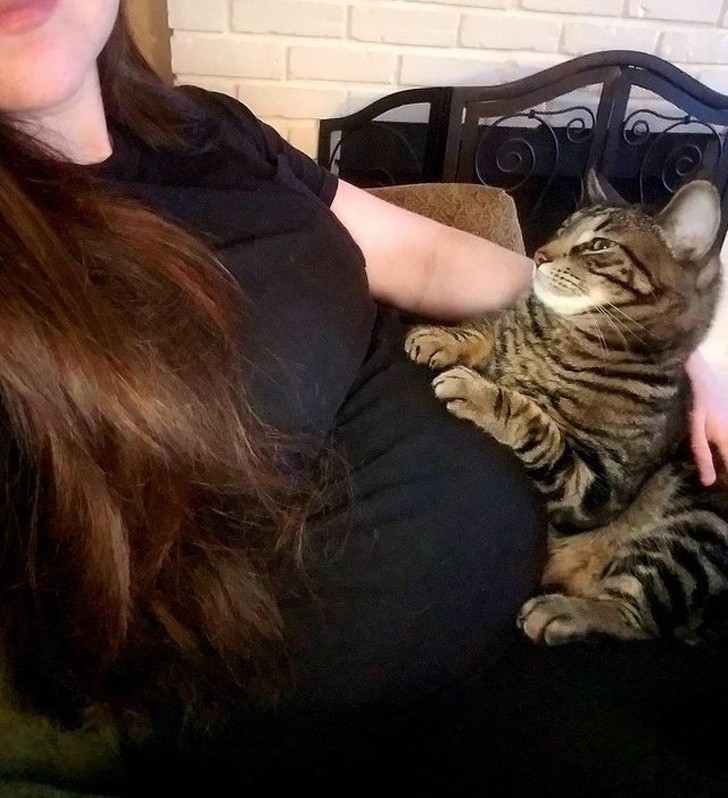 This kitten likes to cuddle and purr on her owner's baby bump ...