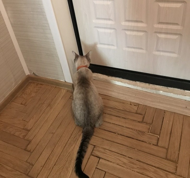 Une minute avant que le maître n'entre dans la maison, le chat se met devant la porte, et il attend...