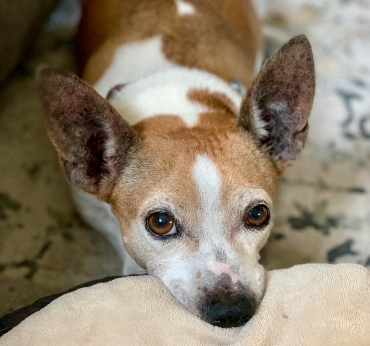 Personne ne voulait de ce chien croisé entre un Chihuahua et un Corgi. Grosse erreur car c'est le plus adorable des chiens !