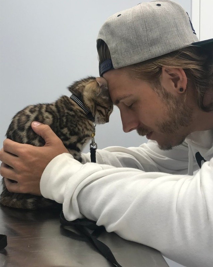 How to comfort a little frightened kitten at the veterinarian clinic ...