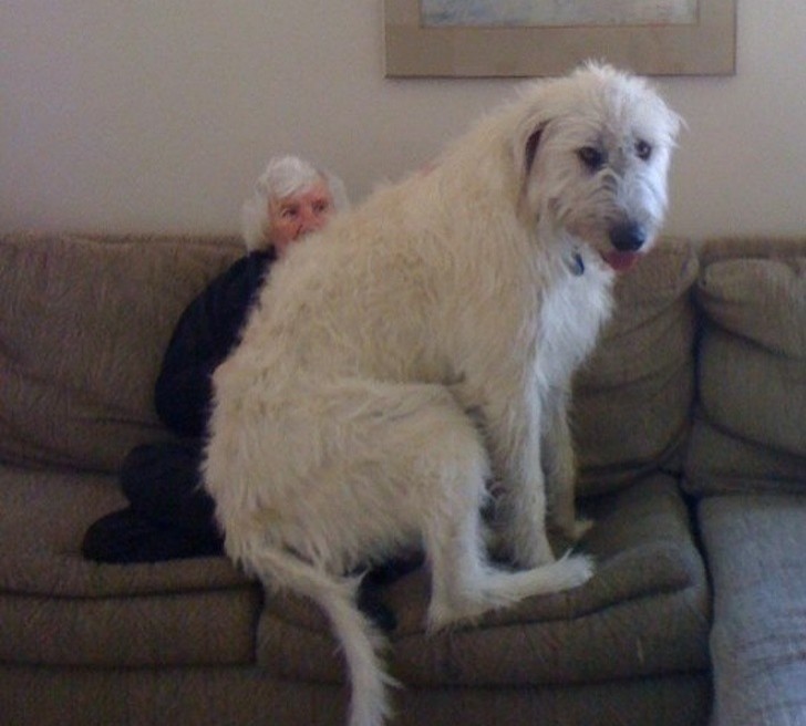 An Irish wolfhound sitting on your grandmother's lap ... he has no idea how heavy he is!