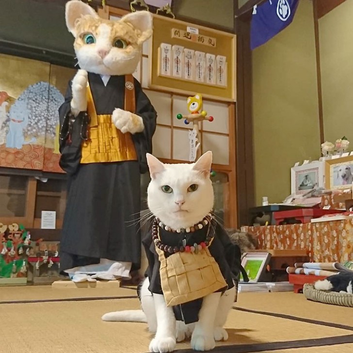 Questo è Koyuki, il monaco capo del santuario. Secondo la sua proprietaria, Koyuki ama molto interagire con i suoi "seguaci"