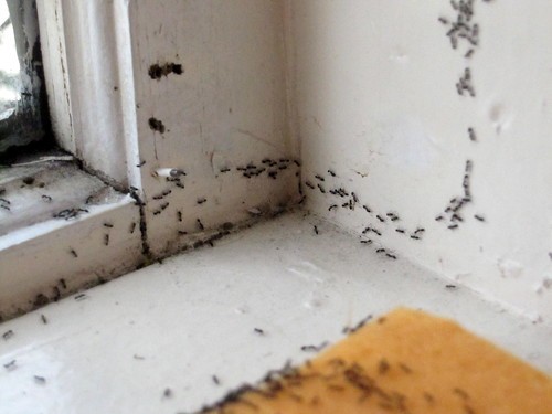 2. Contro l'invasione di formiche