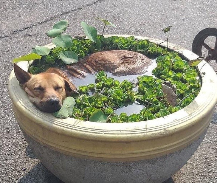 1. Um banho refrescante no meio das ervas