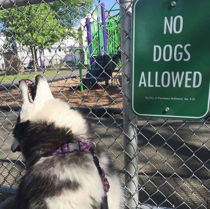 1. "Les chiens ne sont pas admis !" - Oh allez, laisse-le entrer !