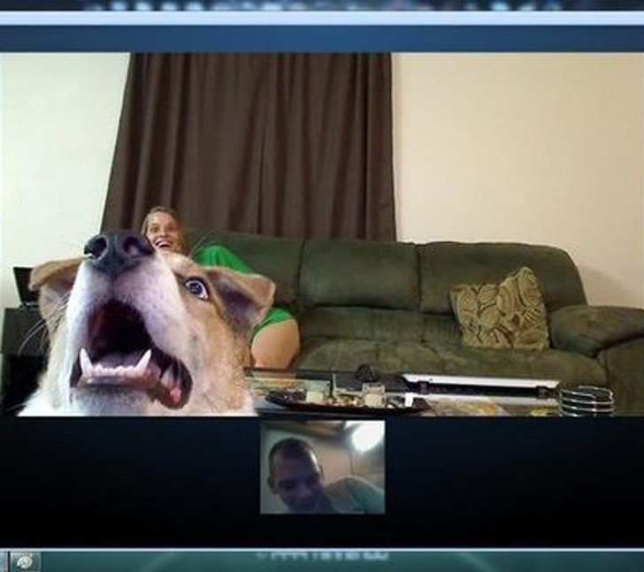 17. "Voici la première réaction de mon chien quand il m'a vu sur Skype"