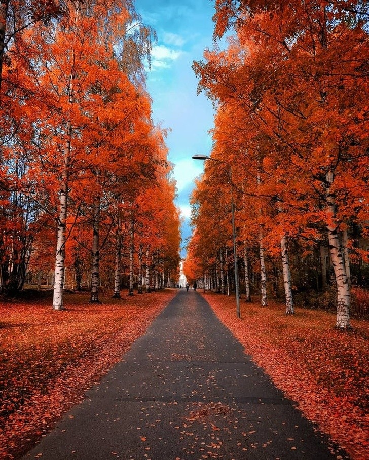 Le rouge d'automne à Oulu, Finlande