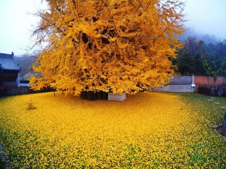 Jaune chinois autour de cet arbre à Fujian, dans la nation asiatique