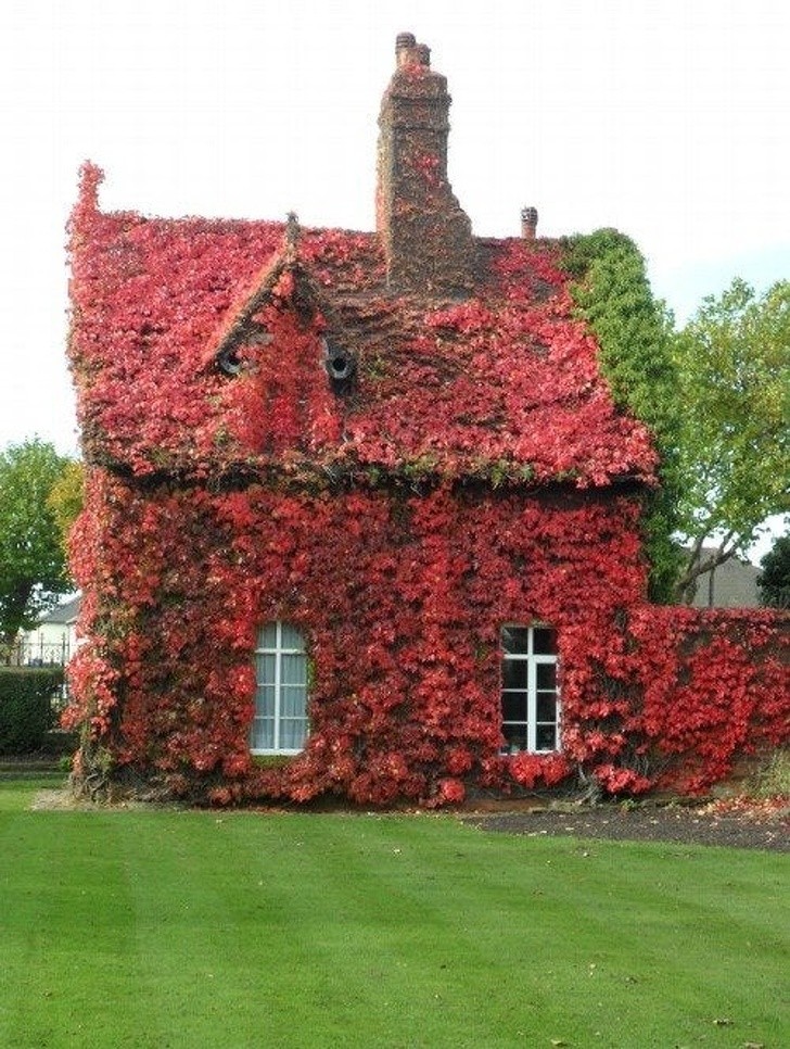 Een huis volledig bedekt met rode bladeren in Sandwell, in Engeland