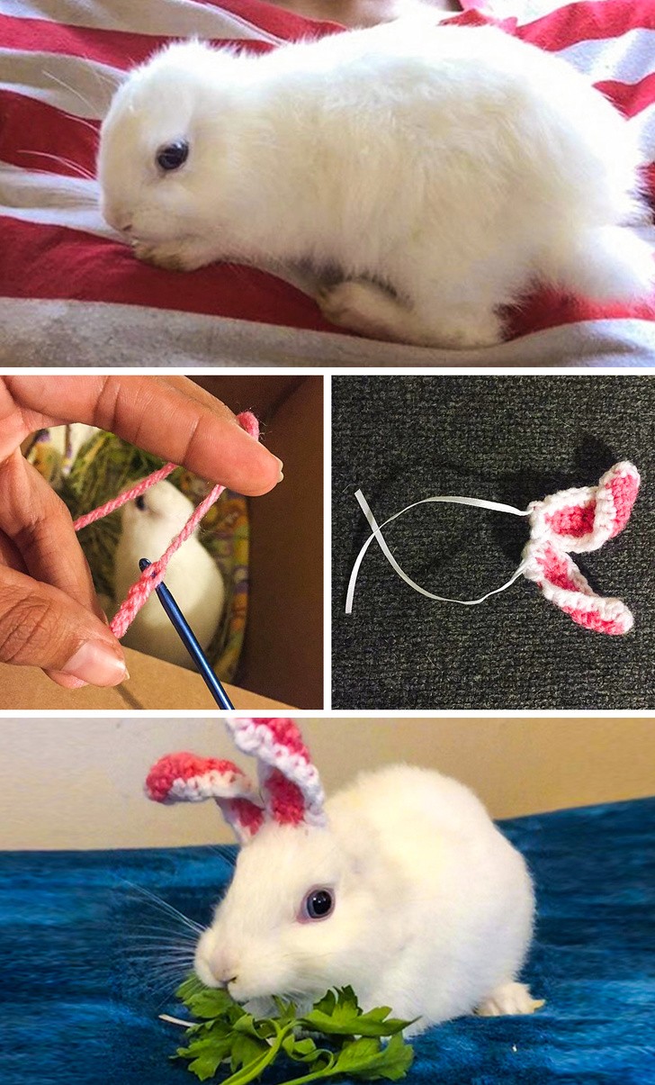 5. La maîtresse de ce lapin a pensé à lui offrir des oreilles tricotées.