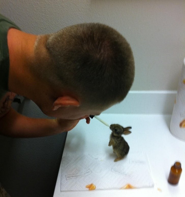 La Marina americana ha trovato quattro cuccioli di coniglio e li ha allattati manualmente 4 volte al giorno...