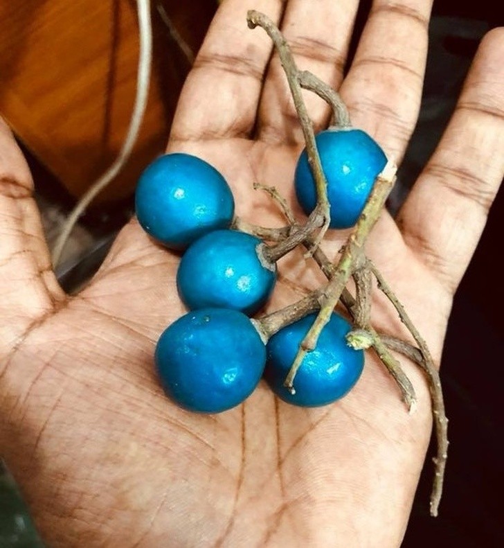 5. Eine besondere blaue Frucht