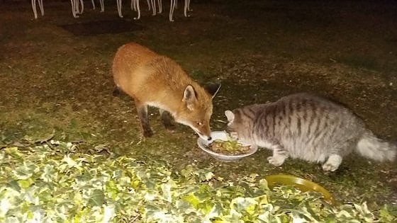 In un paesino in provincia di Como, una volpe e un gatto cenano insieme ogni sera mangiando dalla stessa ciotola - 1