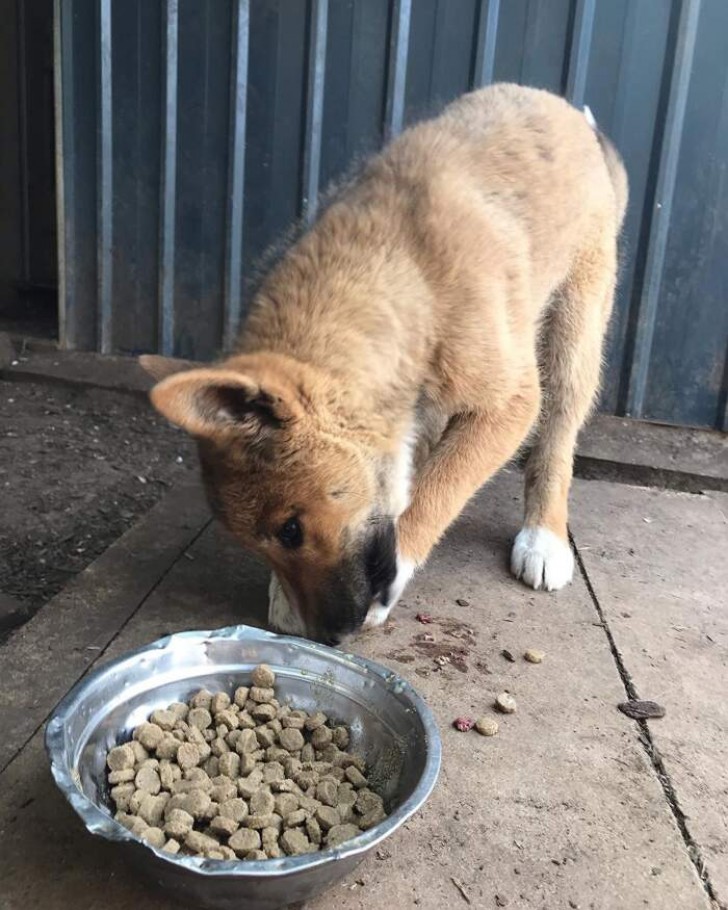 Ze vinden een bang klein hondje in hun tuin, maar dan ontdekken ze dat het een met uitsterven bedreigde dingo is - 4