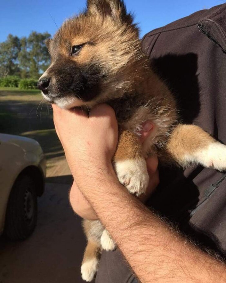 Ze vinden een bang klein hondje in hun tuin, maar dan ontdekken ze dat het een met uitsterven bedreigde dingo is - 6