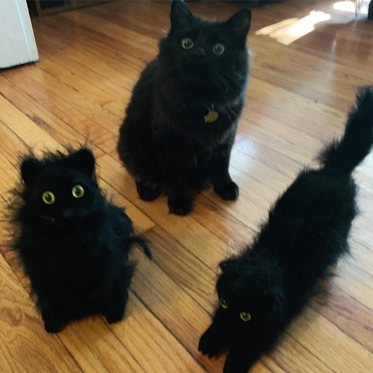 1 vrai chat et 2 faux chats pour Halloween !