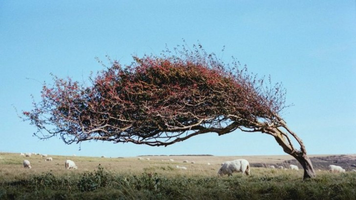 1. Ein Baum, der vom Wind geformt ist