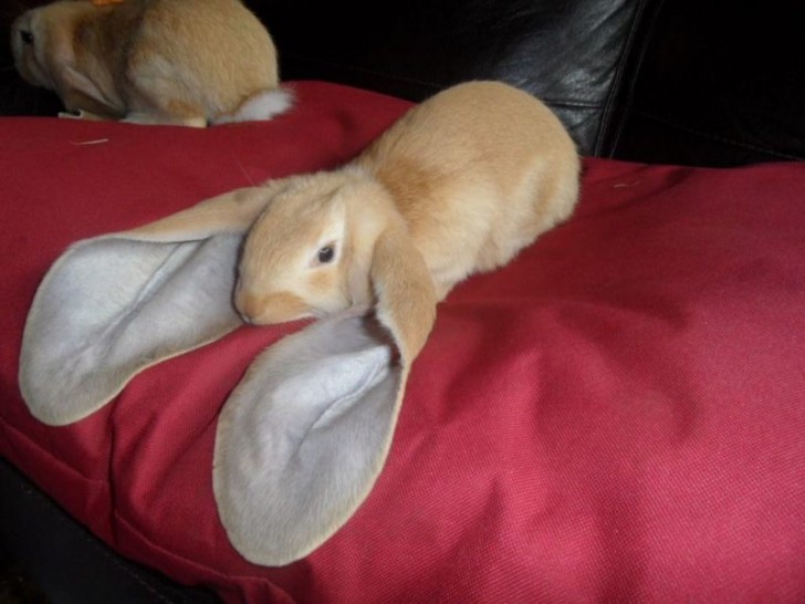 11. Un coniglio "ariete inglese" con le sue enormi orecchie...