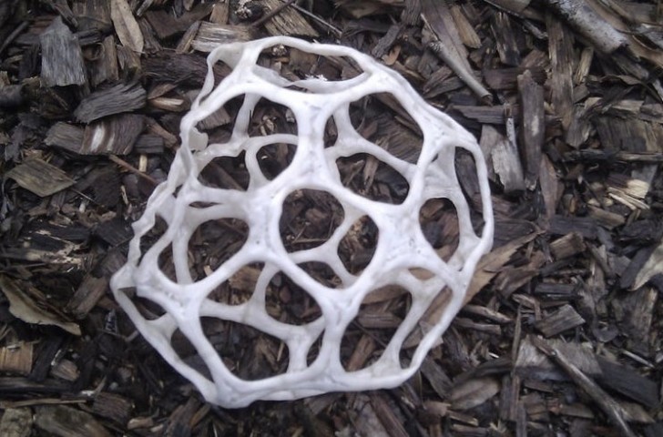 5. Ce champignon incroyable prend des formes géométriques !