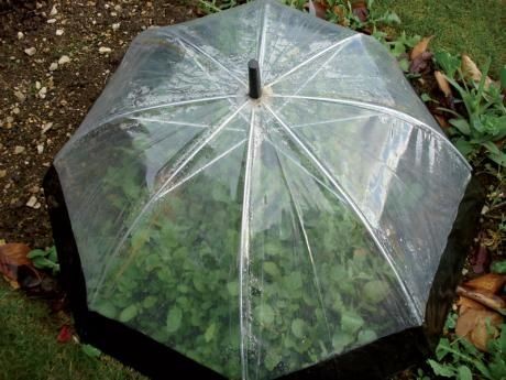 1. Se volete provare a coltivare piante in una serra fredda, potete utilizzare un vecchio ombrello trasparente.