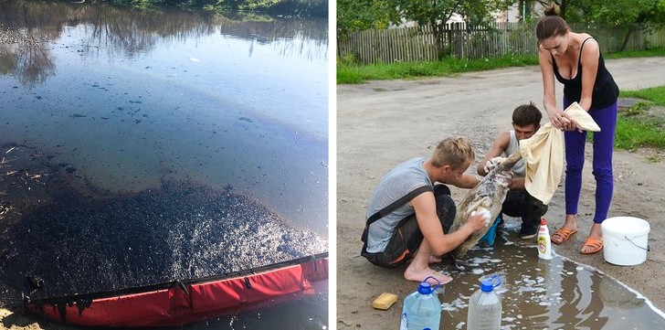 Dei giovani cercano di salvare la vita ad un cigno ricoperto di petrolio, pulendo le sue penne.