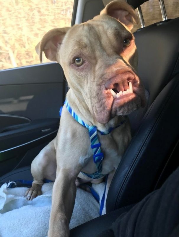 No one wanted him, yet he was saved and adopted from an animal shelter, and even if it does not seem like it - this is a smile of joy!