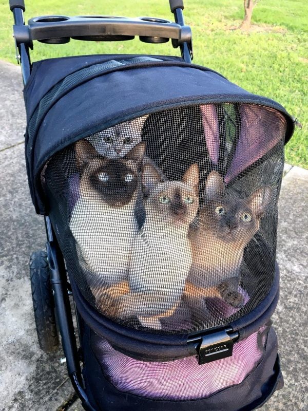 10. All together for a ride in a baby carriage in the park!