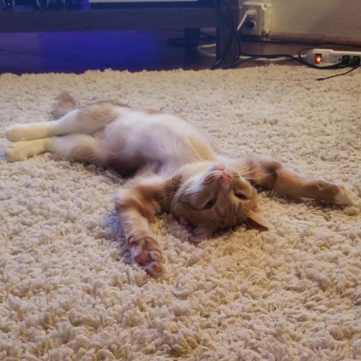 14. This kitten adopted from an animal shelter had never seen a shag rug before this moment!