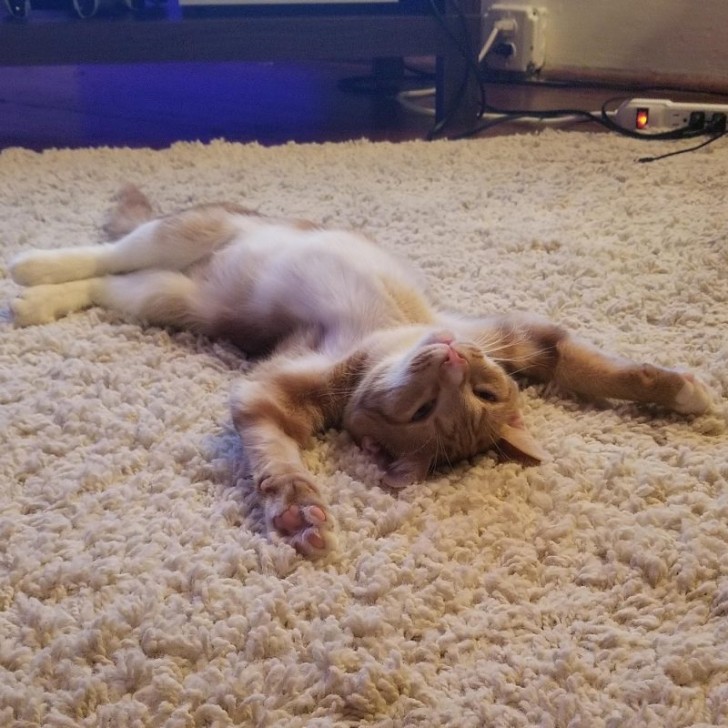 14. Cette chatte adoptée n'avait jamais vu de tapis auparavant !