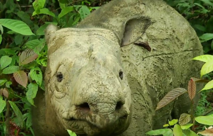 Borneo Rhino Alliance/Youtube