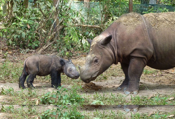International Rhino Foundation/Wikimedia