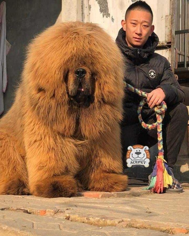 14. Lasst euch nicht täuschen: Unter all dem Haar befindet sich eine tibetische Dogge