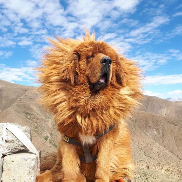 2. Le Roi Lion ? Ah non, c'est un dogue du Tibet !