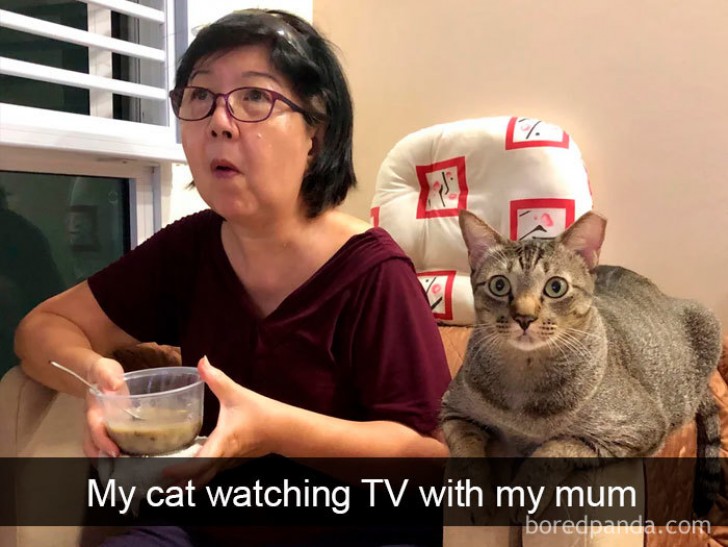 My cat watching TV with my mom ... simply hilarious!
