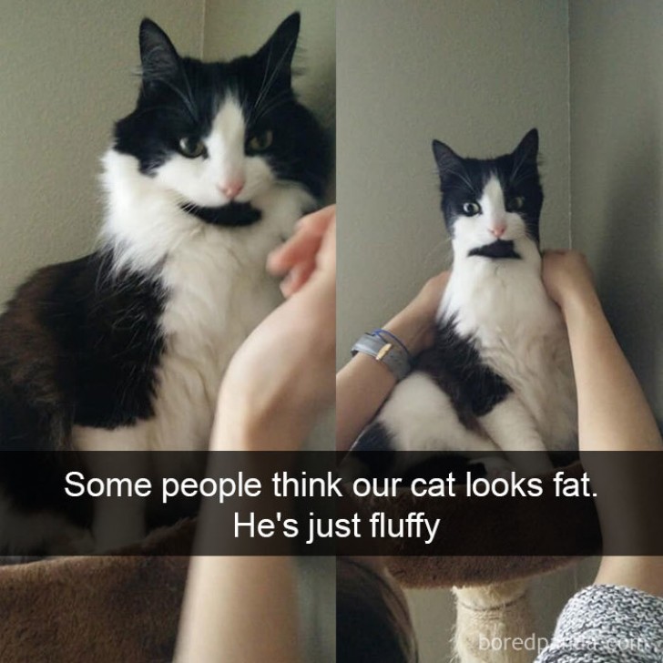 Vissa tror att min katt är tjock, men den har i verkligheten bara fluffig päls!Jag