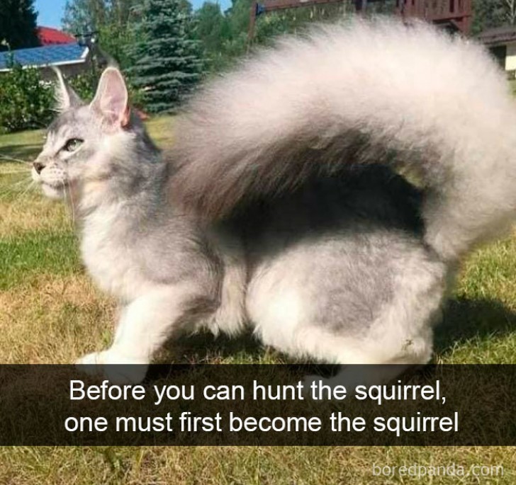 To hunt a squirrel, you must first become a squirrel!
