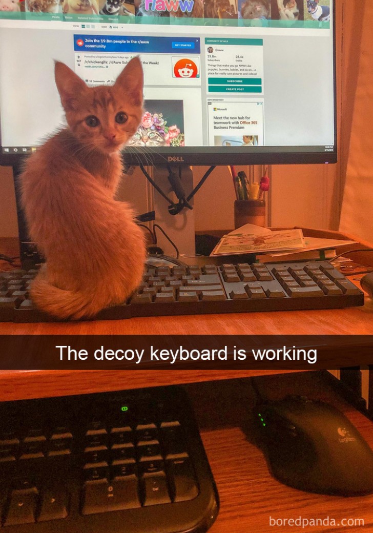 Die Tastatur funktioniert: Die Katze bestätigt es!