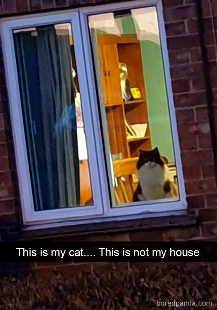 Wat je ziet is mijn kat: maar wat je ziet is niet mijn raam...