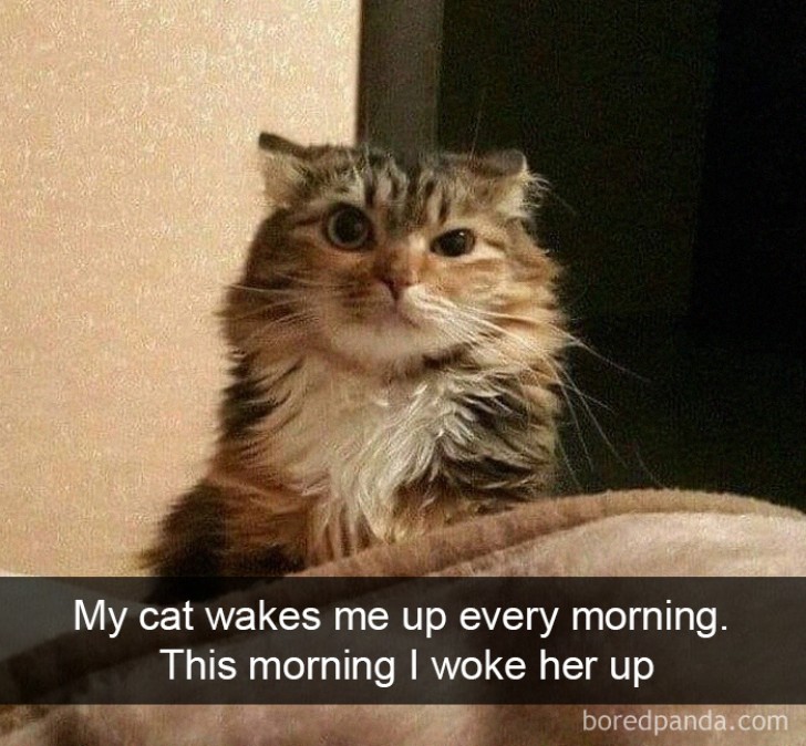 Normaal gesproken maakt mijn kat me 's morgens wakker... vandaag maak ik haar wakker!