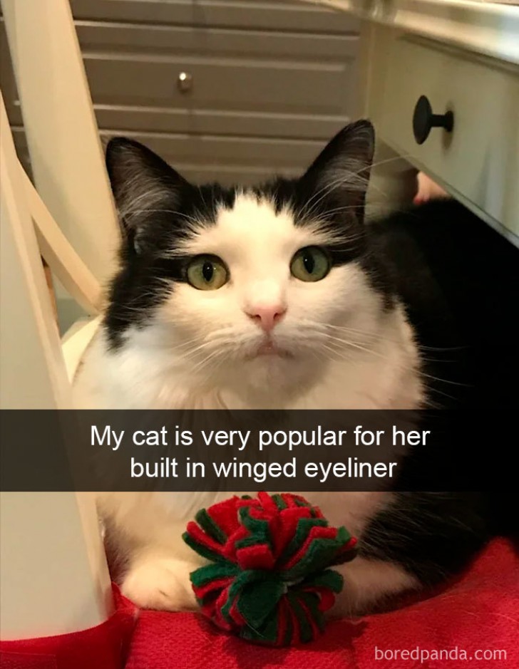 My cat is very popular due to her natural winged eyeliner makeup!
