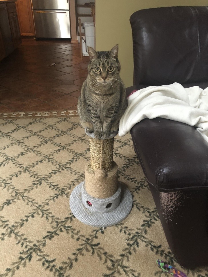 12. After having scratched the sofa, he sits innocently on his scratching post ...